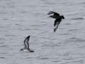 South Polar Skua persues Pink-footed Shearwater